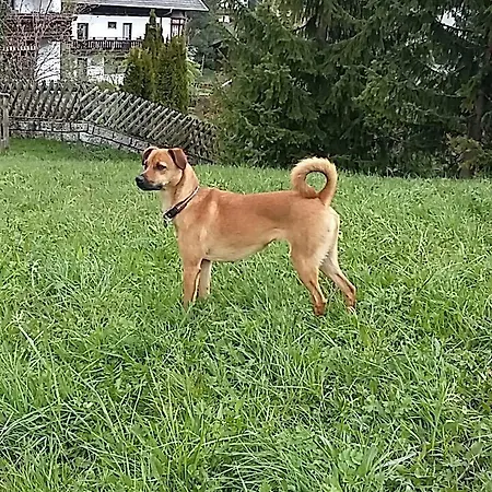 Landvilla Romantika Διαμέρισμα Lermoos